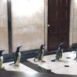 les-pingouins-se-font-la-malle-jpg
