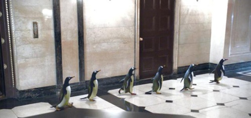 les-pingouins-se-font-la-malle-jpg