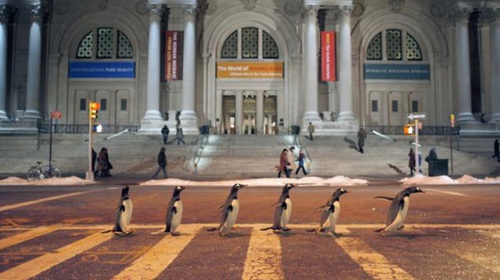 les-pingouins-traversent-jpg