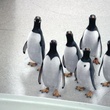 pingouins-tete-en-l-air-jpg