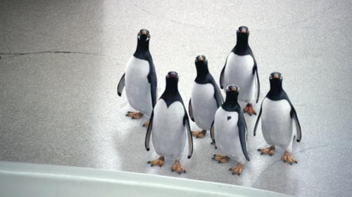 pingouins-tete-en-l-air-jpg
