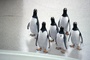 pingouins-tete-en-l-air-jpg