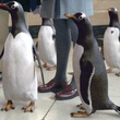 plusieurs-pingouins-jpg
