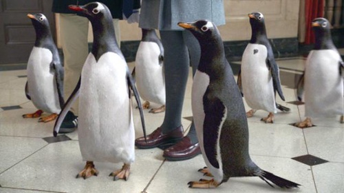 plusieurs-pingouins-jpg