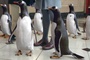 plusieurs-pingouins-jpg