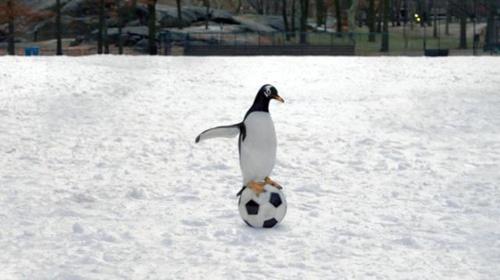 un-pingouin-sur-un-ballon-jpg