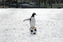 un-pingouin-sur-un-ballon-jpg