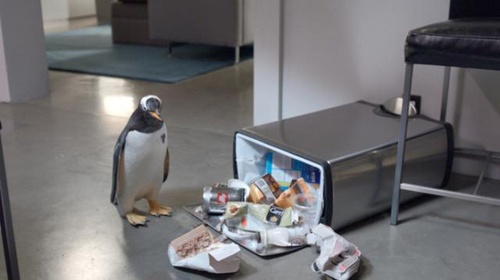 un-pingouin-jpg
