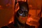 batmanetrobincoll14 - Batman et Robin