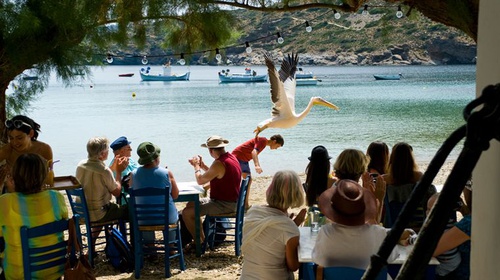 thibault-le-guellec-et-son-pelican-jpg