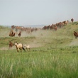 des-chevaux-qui-courent-jpg