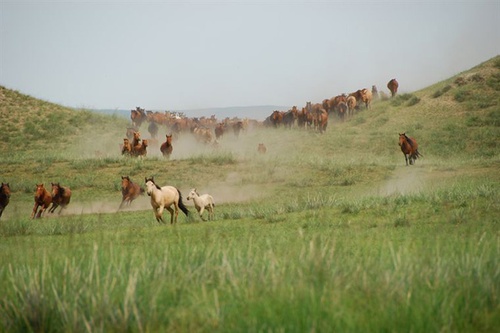 des-chevaux-qui-courent-jpg