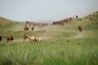 des-chevaux-qui-courent-jpg