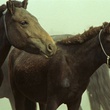 des-chevaux-jpg
