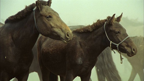 des-chevaux-jpg