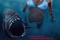 Affiche du film Shark 3D 