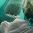 un-requin-jpg
