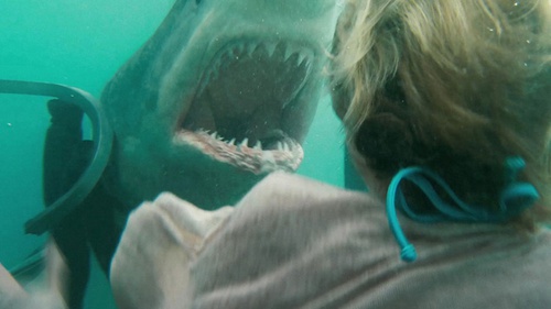 un-requin-jpg