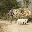 photo-3-du-film-le-cochon-de-gaza-jpg