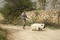 photo-3-du-film-le-cochon-de-gaza-jpg