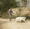 photo-3-du-film-le-cochon-de-gaza-jpg - Le cochon de Gaza  