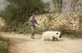 photo-3-du-film-le-cochon-de-gaza-jpg