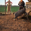photo-5-du-film-le-cochon-de-gaza-jpg