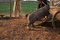 photo-5-du-film-le-cochon-de-gaza-jpg
