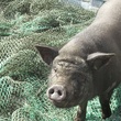 photo-8-du-film-le-cochon-de-gaza-jpg