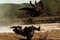 combat-jpg