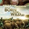 Affiche du film Born to be Wild 3D  - Born to be Wild 3D 