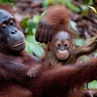 une-maman-et-son-bebe-ouran-outang-jpg