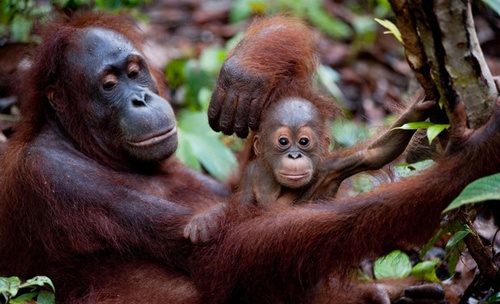 une-maman-et-son-bebe-ouran-outang-jpg
