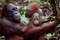 une-maman-et-son-bebe-ouran-outang-jpg