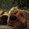 l-ours-et-sophie-et-jonathan-jpg - L'ours Montagne 
