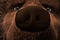 le-gros-ours-jpg