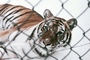 tigre-jpg
