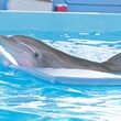 dauphin-2-jpg
