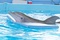 dauphin-2-jpg