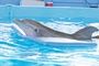 dauphin-2-jpg