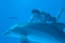 nathan-gamble-et-le-dauphin-jpg