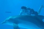 nathan-gamble-et-le-dauphin-jpg