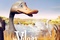 Affiche du film Le vilain petit canard (2011) 