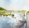 cygne-jpg