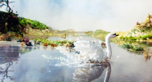 cygne-jpg