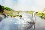 cygne-jpg