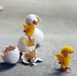 poussin-jpg