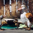 trois-canards-jpg