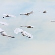 vol-d-oiseaux-jpg