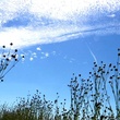 nature-jpg
